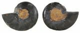 Split Black/Orange Ammonite Pair - Unusual Coloration #55565-1